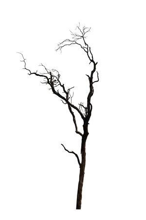 Trees isolated white background.の写真素材
