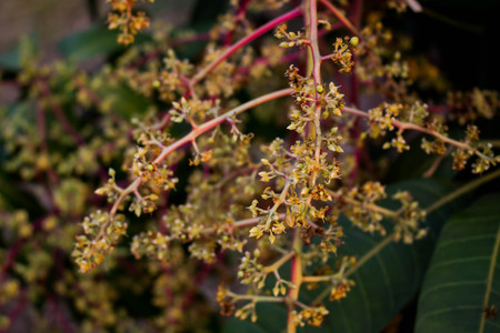 Purple fiowers close up.の写真素材