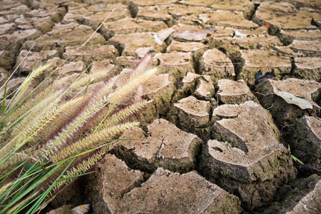 The grass flowers wither on dry ground, Drought concept.の写真素材