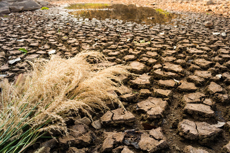 The grass flowers wither on dry ground, Drought concept.の写真素材