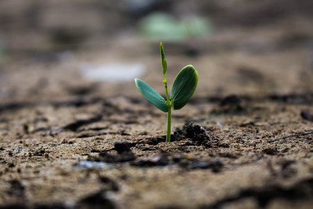 Living with tree drought.の写真素材