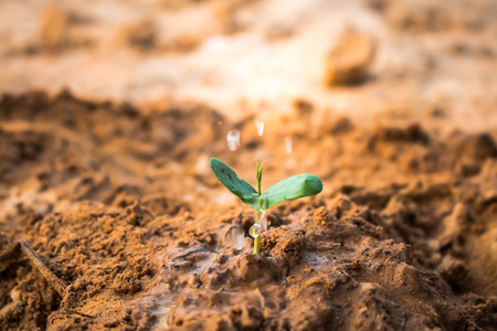 Plant trees to eliminate drought.の写真素材