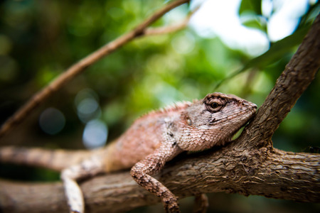 Chameleon close up macro.の写真素材