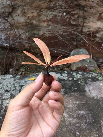 Whild seed.の写真素材