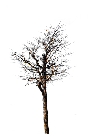 Trees isolated white background.の写真素材