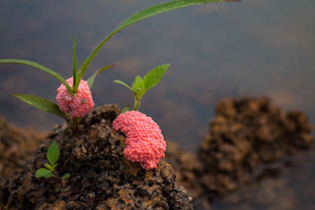 Egg shell close up.の写真素材