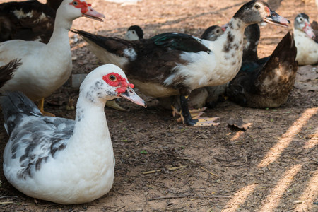 Ducks farm close up.の写真素材