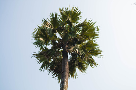 Sugar palm.の写真素材