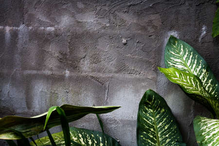 Concrete wall textured background.の写真素材