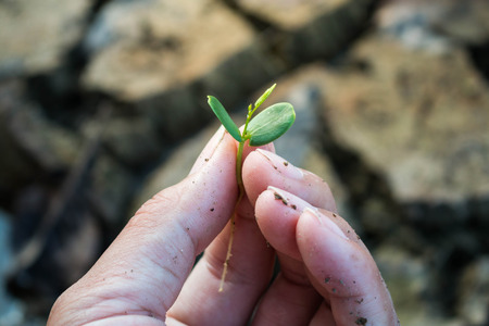 Plant trees to save the world, Concept green world.の写真素材
