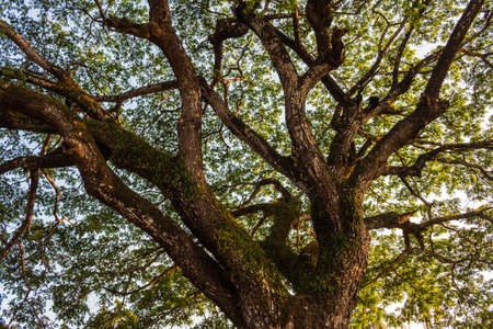 Plant trees to save the world, Concept green world.の写真素材