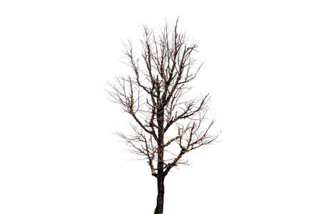 Tree isolated on a white background.の写真素材