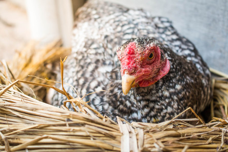 Hens hatch close up.