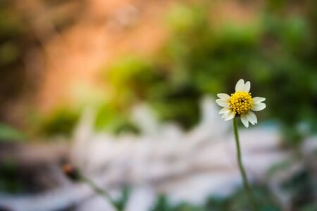 Beautiful flower small close up.の写真素材