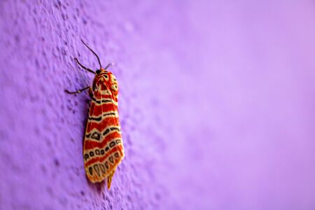 Insect small close up.の写真素材