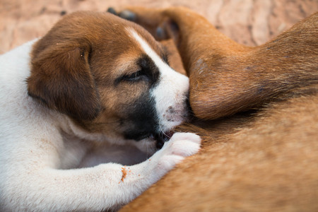 Puppy dog eating milk close up.の写真素材