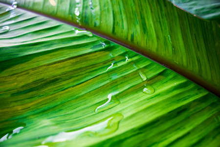 Water drops on a banana leaf background.の写真素材
