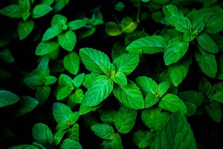 Green mint leaves close up.の写真素材