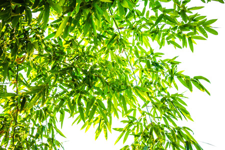 Green bamboo leaves  background.の写真素材