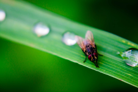 Fly on the leaf in nature close up.