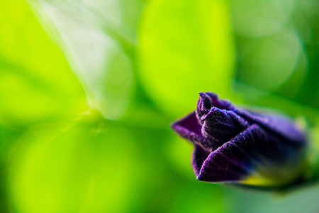 Pea flower close up.の写真素材