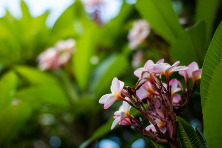 Champa fiower.の写真素材