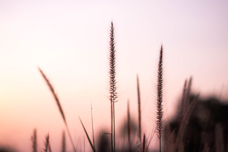 Grass flower field in nature close up.の写真素材