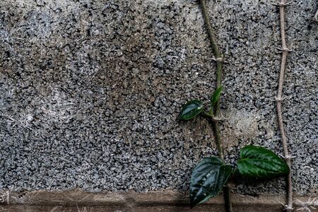 Betel on the wall background.の写真素材
