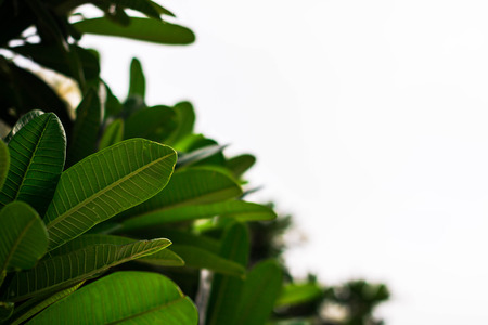 Green leaf close up.の写真素材