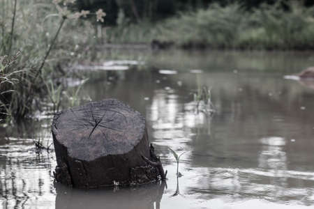 Stump in water close up.