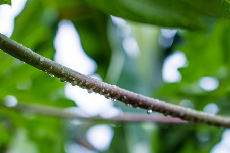 Water drops on the  leaves papaya.の写真素材