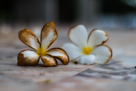 Flowers withered fall.の写真素材