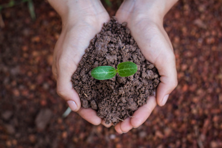 Planting trees to create a living, Concept planting tree.の写真素材
