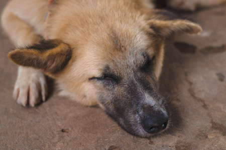 Sleepy dog close up.の写真素材