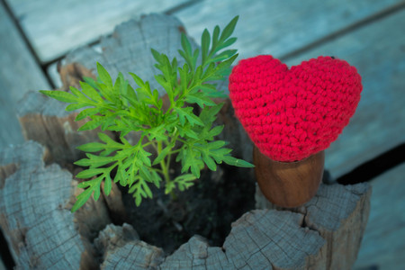 Grow love with nature, Concept love nature.の写真素材
