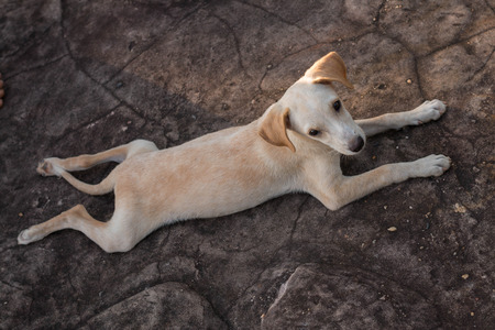Dog playing outside.