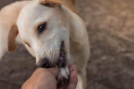 Boy playing with dog close-up.の写真素材