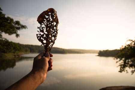 Hand hold leaf close-up.の写真素材