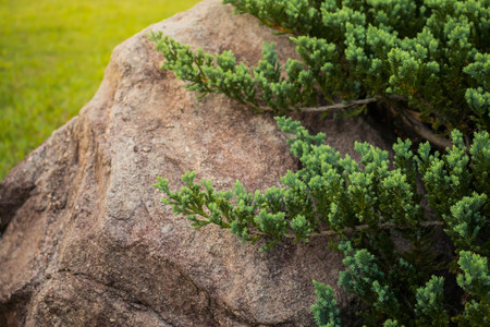 Green tree pine on rock close up.の写真素材