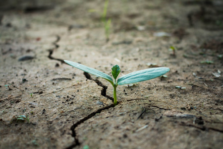 Living with tree drought close up, Concept reborn tree.