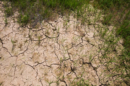 Drought in rice fields, Concept drought.の写真素材