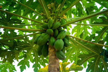 Papaya tree.の写真素材