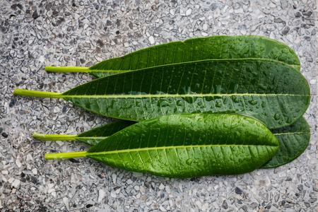 Green leaves with drops on top close-up.の写真素材