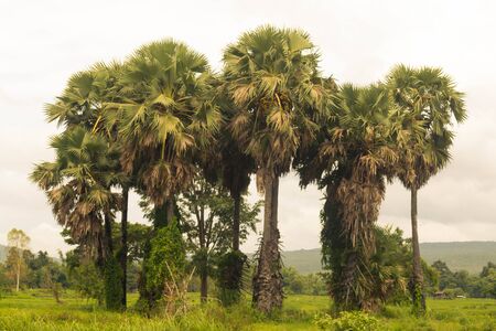 Sugar palm tree.の写真素材