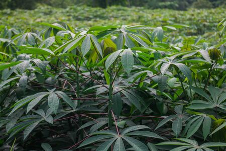 Close up green manioc garden.の写真素材