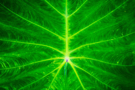 Green leaf texture background.の写真素材