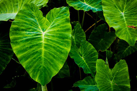 Green leaf on nature close up.