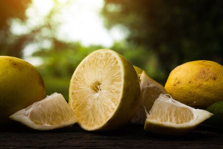 Lemon yellow in a natural green background.の写真素材