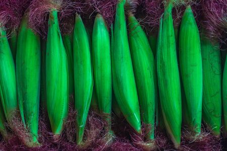 Corn green close up.の写真素材
