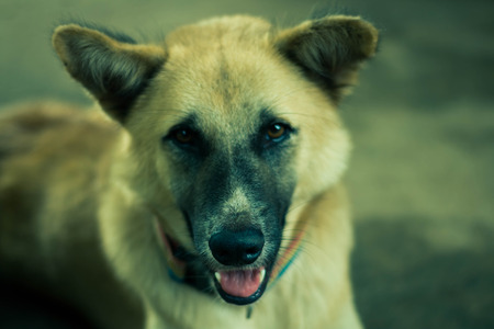 Dog is looking at the camera happily.の写真素材